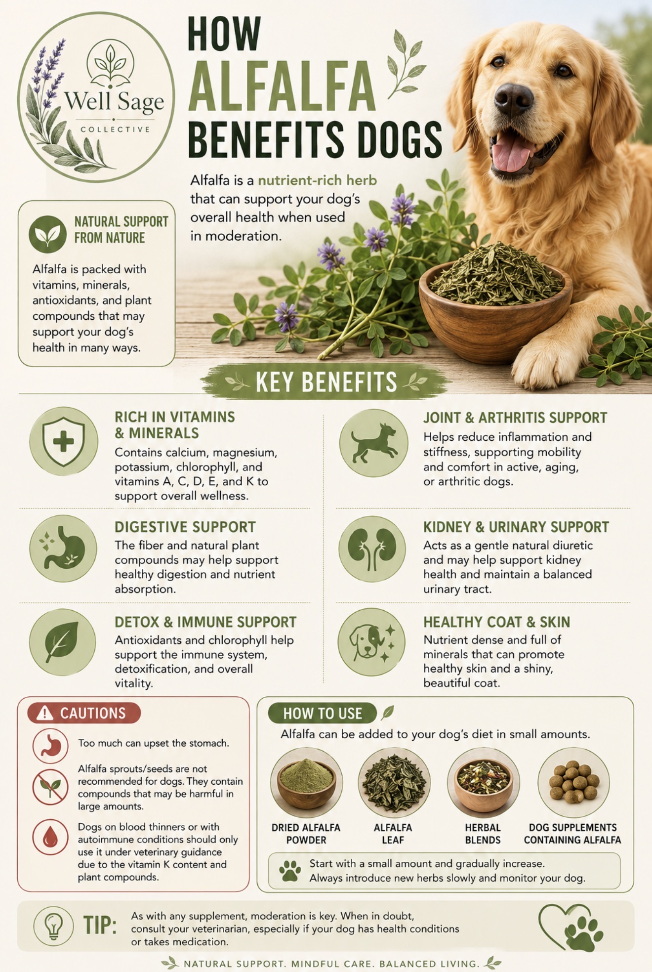 How Alfalfa May Support Your Dog’s Health Naturally
